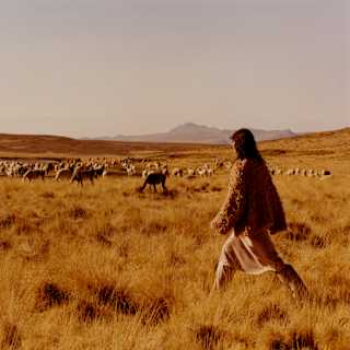 A woman in a woolly top and skirt strides towards a herd of llamas through tufty grasslands, in a sun-saturated golden image.