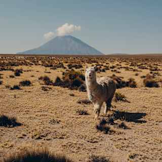 A white alpaca faces the camera in dry grasslands with the Misti volcano rising on the horizon, topped by a puff of cloud.