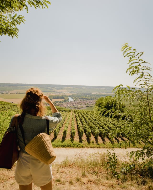 A woman in white shorts and blue top, with a basket, shields her eyes from sun as she gazes over vineyards, seen from behind.