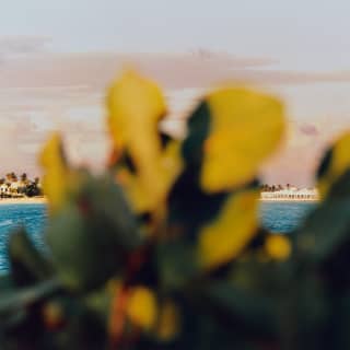 Green foliage in soft focus obscures the view of Cap Juluca, which is glimpsed in crisp clarity through gaps in the leaves