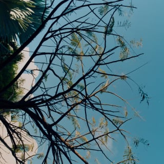 The silhouette of a flamboyant tree, its bare branches tipped with ferny leaves, with blue sky and villa roofs behind.