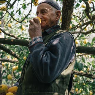 Standing in his Amalfi lemon grove, an elderly farmer in a cap and jumper sniffs a fruit for ripeness, seen from a low-angle.