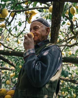 Standing in his Amalfi lemon grove, an elderly farmer in a cap and jumper sniffs a fruit for ripeness, seen from a low-angle.