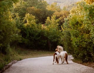 Two brown and white skewbald horses trot flank to flank along a quiet road between trees, with a dramatic hilly backdrop.