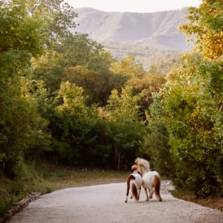 Two brown and white skewbald horses trot flank to flank along a quiet road between trees, with a dramatic hilly backdrop.