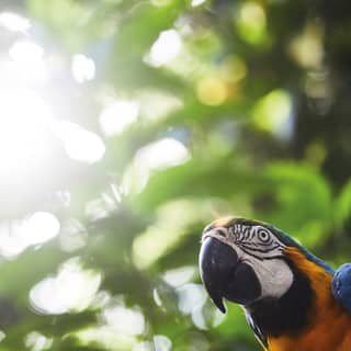 View of a parrot from below with the lush jungle canopy above