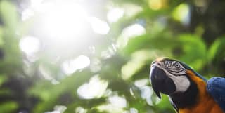 View of a parrot from below with the lush jungle canopy above