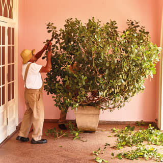 Gardener shearing a large shrub with clippers, in front of a salmon pink wall