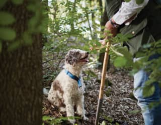 Guide bending to pat a happy looking lagotto romagnolo in a forest