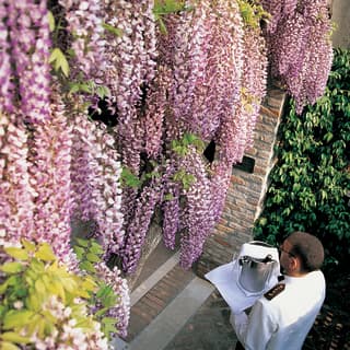 Huge bunches of Wisteria hang heavy over an arch like sun-ripened grapes. Below a waiter delivers an ice bucket of Prosecco