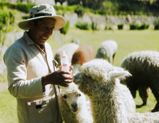 Alpaca feeding