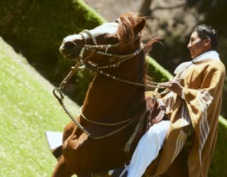 Peruvian Paso horse show