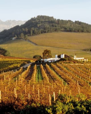 Rows of vines stretching across rolling hills below Table Mountain