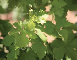 Close-up of lime-green vine leaves with curly growing tips, catching the sun, with a background of soft-focus vines.