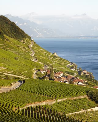 Terraced vineyards in Lavaux, a World Heritage Site, overlooking Lake Geneva and the mountains of France and Switzerland.