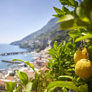 Two ripe lemons hanging from a lemon tree on a hilltop above the town of Amalfi