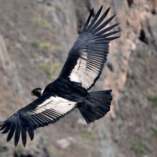 Close-up of a lone condor spreading its wings at it soars through a rocky valley