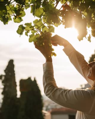 A woman in a white shirt with shoulder-length uses scissors to cut a bunch of grapes from a hanging vine that glows in sun.