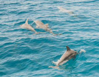 Seen from the side of the boat, four grey dolphins play in the aquamarine waters below.