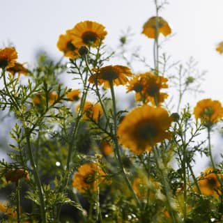 Fringed with fern-like leaves, marigolds flowers catch the sun in their orange petals, seen from ground level.