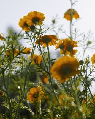Fringed with fern-like leaves, marigolds flowers catch the sun in their orange petals, seen from ground level.
