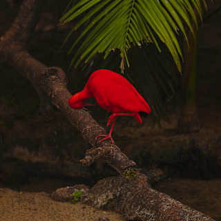 A stunning Scarlet Ibis bird, entirely red from head to toe, stands on one leg on a log beneath a palm frond, neck lowered.