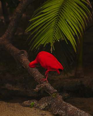 A stunning Scarlet Ibis bird, entirely red from head to toe, stands on one leg on a log beneath a palm frond, neck lowered.
