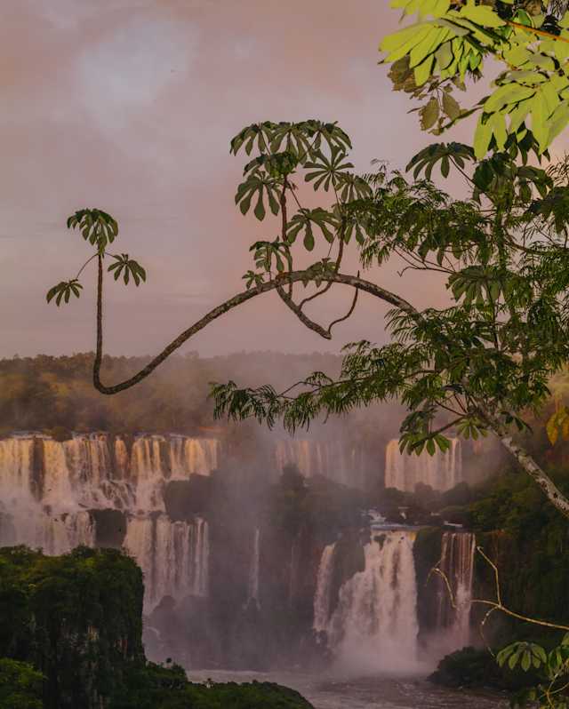 An arching umbrella tree branch frames the Iguassu falls, as the water cascades over its rocky ledges under a purpling sky.