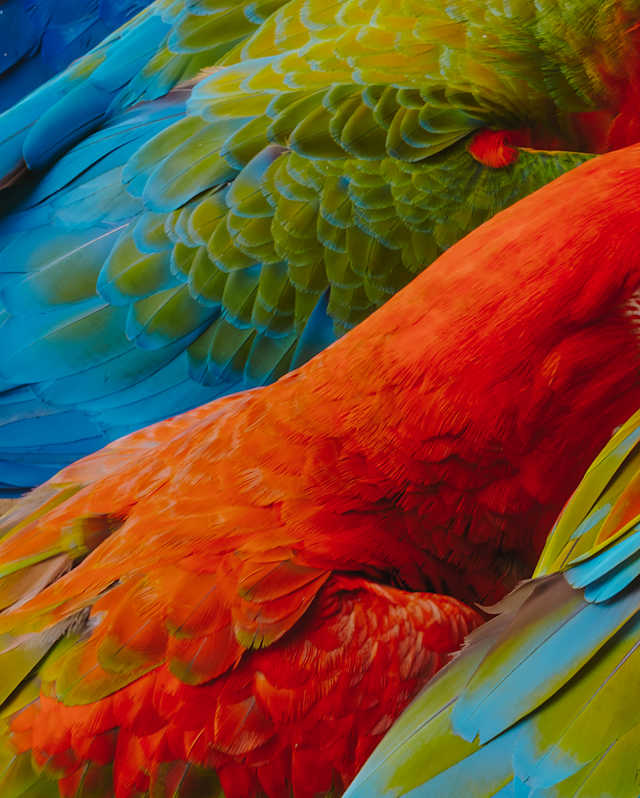 Close-up of feathers belonging to four separate macaws, with extraodinary shades of crimson, green and electric blue.