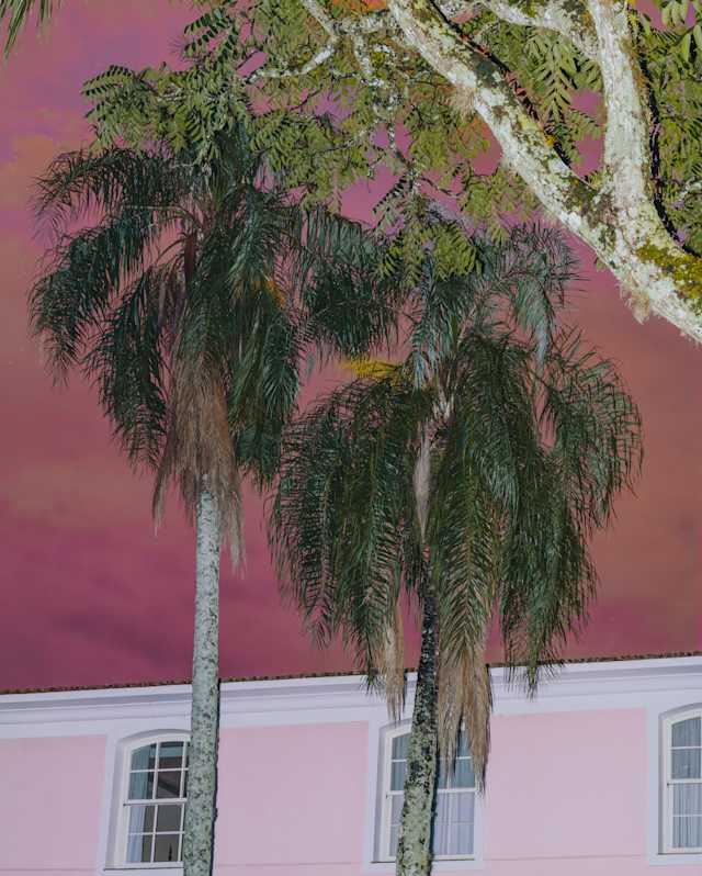 Low-angle view of two palms growing outside the pink hotel, rising into a dramatic mauve-cloud sky, part-obscured by a tree.
