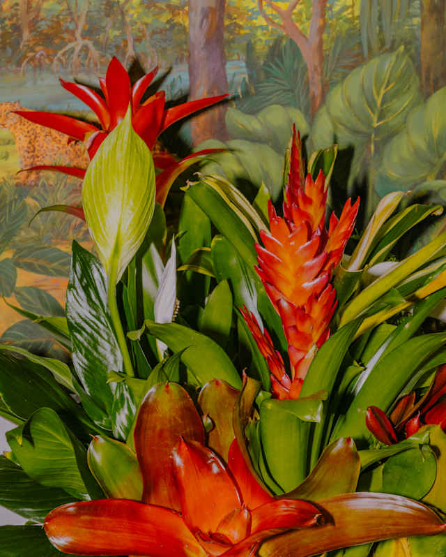 Close-up of a Flaming Sword Bromelia plant with thick green leaves and two visible poker-like blooms, in front of a mural.