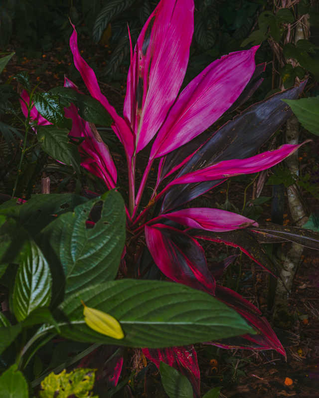 View into a garden bed where a vivid magenta Cordyline plant adds a bright splash in the subdued greens of its neighbours.