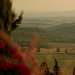 View over olive fields and dense forests to a pretty Tuscan hilltop town, seen in hazy light from high up through red blooms.