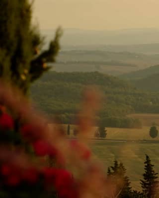 View over olive fields and dense forests to a pretty Tuscan hilltop town, seen in hazy light from high up through red blooms.