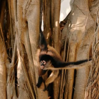 A playful brown and black spider monkey swings in the root structure of a mature banyan tree.