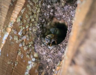 Close-up of the head and front feet of a tiny, stingless Melipona bee as it emerges from a hole in a lichen-coated wood hive.
