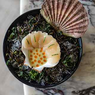 Scallop slices layered along the edge of an upturned shell containing a herby sauce, served on a bowl of ice and seaweed.