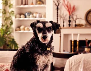 A black and white furry dog looking attentively at the camera