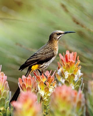 Hummingbird perched on a peach coloured flower