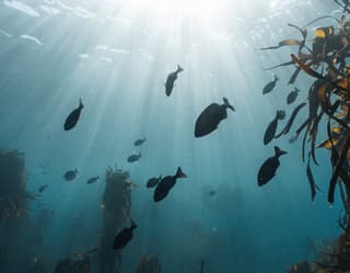 Underwater image of kelp forests off the coast of Cape Town, with silhouettes of fish swimming through spears of sunlight.