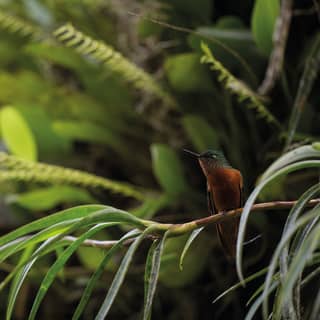 Close-up of a tropical bird resting on the branch of a tropical succulent