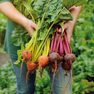 Close-up of a gardener's hands holding a selection of freshly picked beetroots