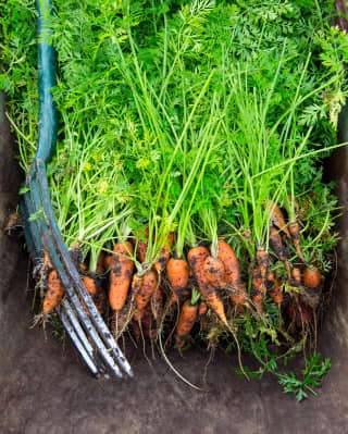 A garden fork lies across a pile of freshly harvested carrots, the green leaves vivid against the earth speckled orange roots