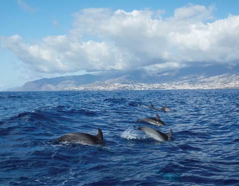 View from across the water of a pod of dolphins leaping above the waves
