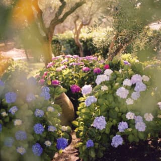 A sun-blushed view of the garden, where spindly olive trees rise above hydrangeas with lilac, indigo and pink blooms.