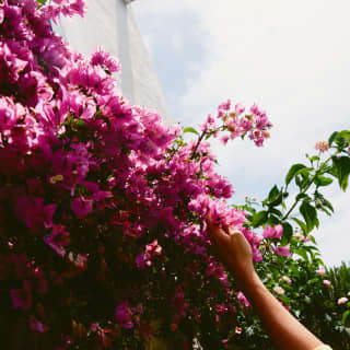 A woman with yellow three-quarter sleeves reaches up for the pink paper blooms of a bougainvillea growing over a high wall.