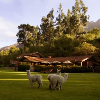 In the heart of The Scared Valley friendly llamas graze on the lawns of the hotel gardens