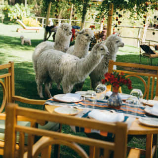 Four white alpacas stand in Rio Sagrado's verdant gardens, viewed over a dining table laid for lunch with plates and glasses.