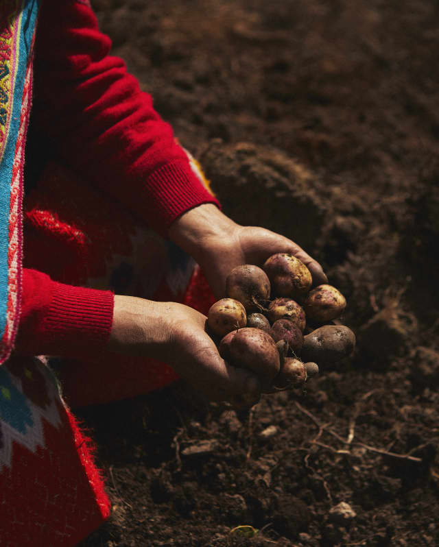 Close-up on a clutch of potatoes, fresh from the earth, sitting in the cupped hands of a local woman with red sleeves.