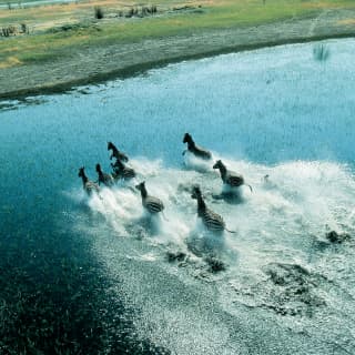 Amid sprays of churned up water, a herd of zebras spectacularly gallops across a river in Botswana